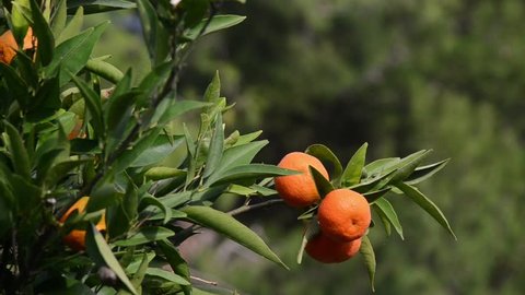 Fresh, juicy and organic mandarine ready for harvest. Ripe Tangerines growing on the tree. Orange fruits production in orchard. Clementines. Citrus fruit. Agricultural 