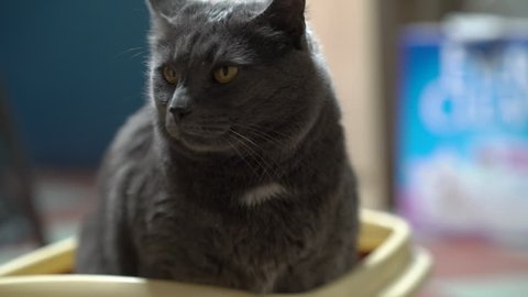 Gray cat using litter box filled with clumping litter