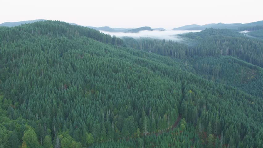Misty green forests and hills of Portland Oregon