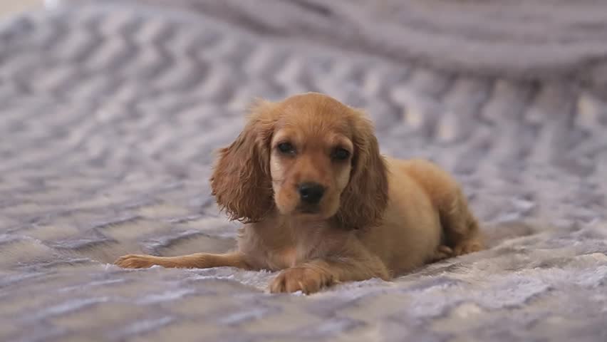 little cocker spaniel