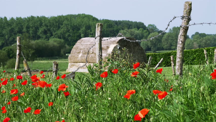 World War One symbol : red flower poppies and barbed wire