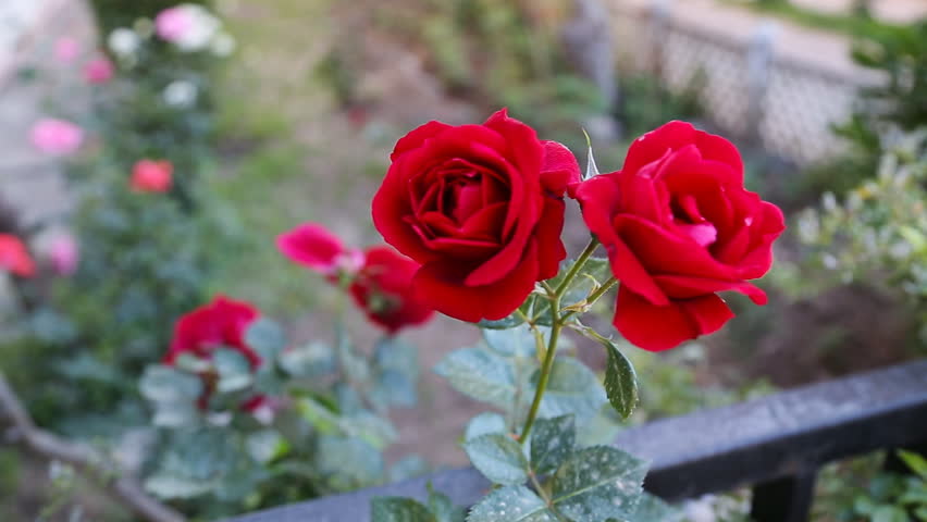 Pink Rose Bush On Turkey Stock Footage Video 100 Royalty Free Shutterstock