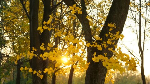 Tree branch with yellow leaves wave on wind, bright sun spot flick through sheets. Dark trunks of large trees on background. Nice colours of autumn season