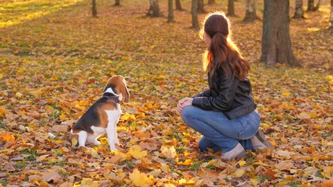 Dog and woman sit against and look to each other, doggy howl once. Girl touch beagle ear, doggy come closer and wag tail. Nice autumn park area, colorful fallen foliage lie around on the ground