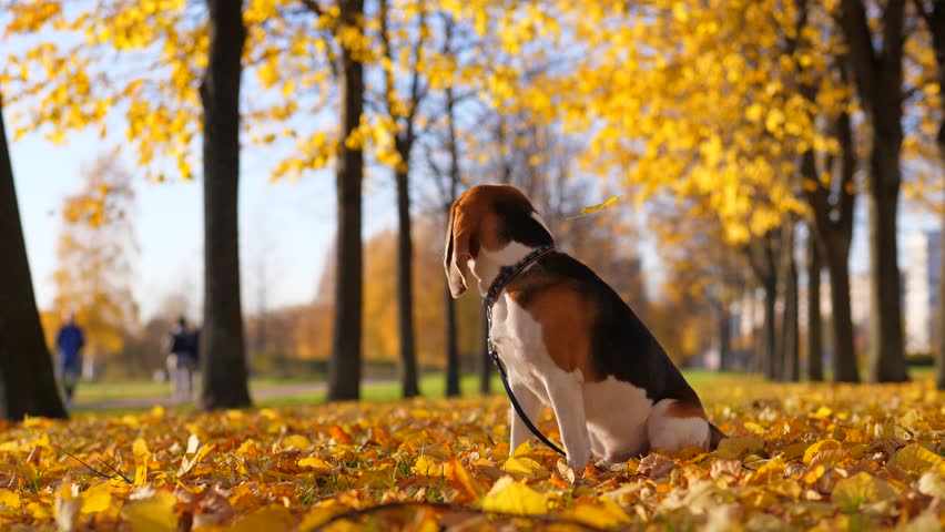 Yellow leaves fall around sitting dog, Beagle turn head, look to sheets and jerk sometimes, looks disappointed or confused by defoliation. Bright yellow colours of autumn, blurred park alley behind