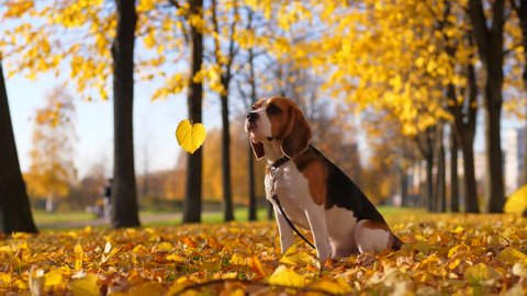 Yellow leaves fall around sitting dog, Beagle turn head, look to sheets and jerk sometimes, looks disappointed or confused by defoliation. Bright yellow colours of autumn, blurred park alley behind