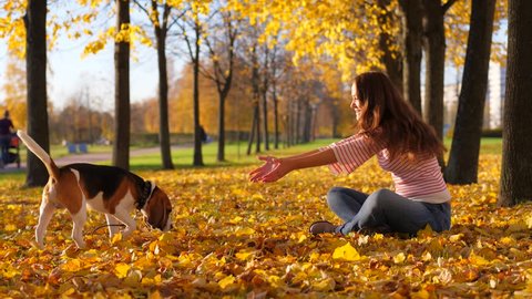 Lovely beagle dog come to woman sitting on fallen leaves, wag tail and full of kindness. Lady stretch out hand to pat doggy. Beautiful autumn time, yellow colours on ground and trees, sunny evening