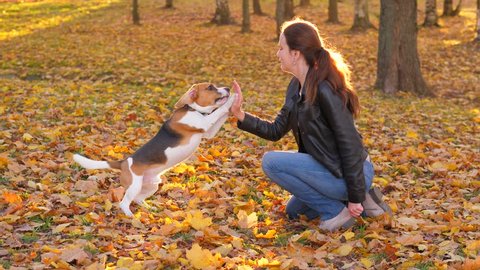Woman play and training young dog, she rise and hold hand against doggy, pet stand up on hind legs and touch by front paws. Autumn park, fallen leaves lie around, sun beam shine behind