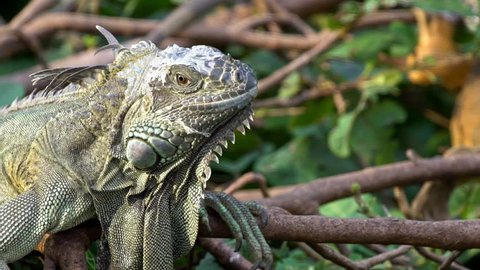 Slow Motion, Close up of a huge Green Iguana is standing on branch of tree at rainforest. American iguana is a arboreal species of lizard. Exuberant tropical animal. Nature wildlife at forest-Dan