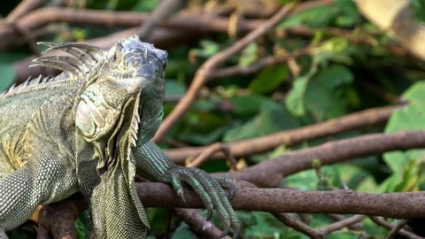 Slow Motion, Close up of a huge Green Iguana is standing on branch of tree at rainforest. American iguana is a arboreal species of lizard. Exuberant tropical animal. Nature wildlife at forest-Dan