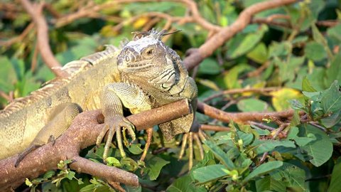 4K, Close up of a huge Green Iguana is standing and resting on branch of tree at rainforest. American iguana is a arboreal species of lizard. Exuberant tropical animal. Nature wildlife at forest-Dan