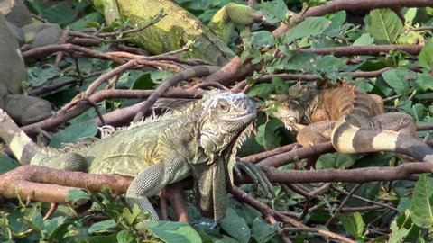 4K, Close up of a huge Green Iguana is standing and resting on branch of tree at rainforest. American iguana is a arboreal species of lizard. Exuberant tropical animal. Nature wildlife at forest-Dan
