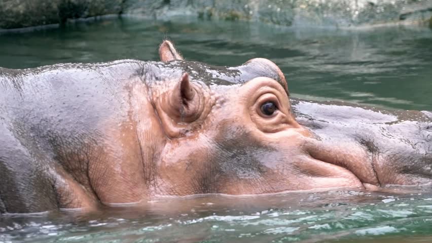 Губерта бегемот. Нильский бегемот. Бегемот конец. Бегемот вид сбоку. Бегемот конец.