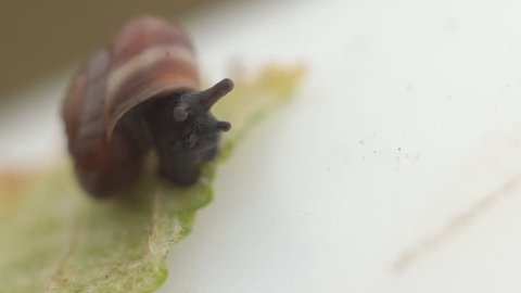Snail comes out of the armor on a white background.