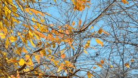 Birds hop about in the autumn branches