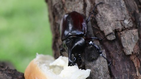 Horn beetle eating food on the tree with ant.