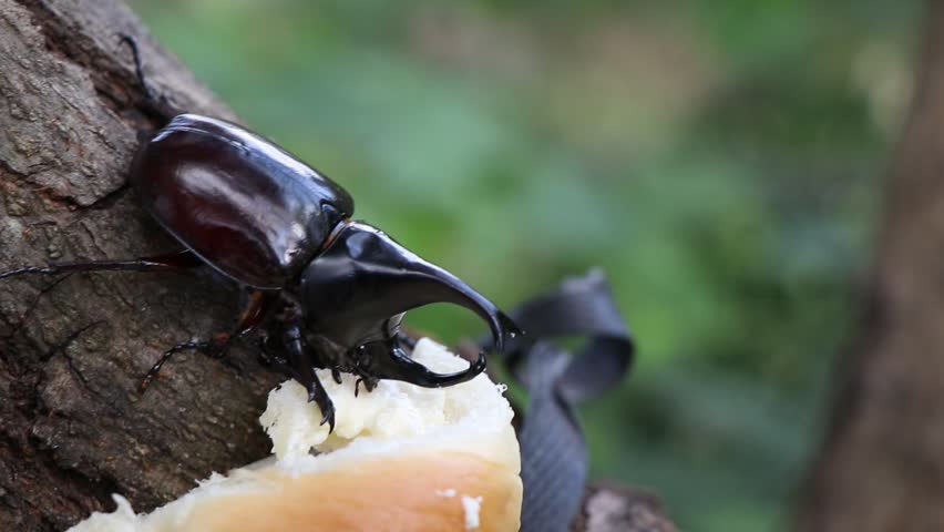 beetle food