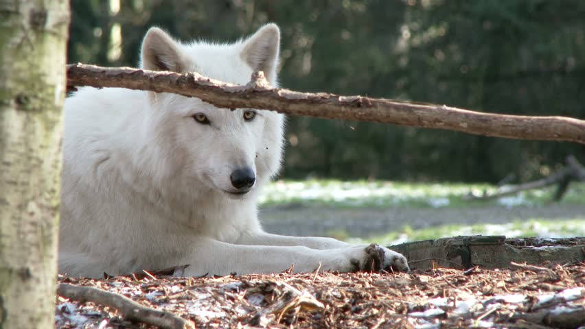white wolf sitting in the wilderness