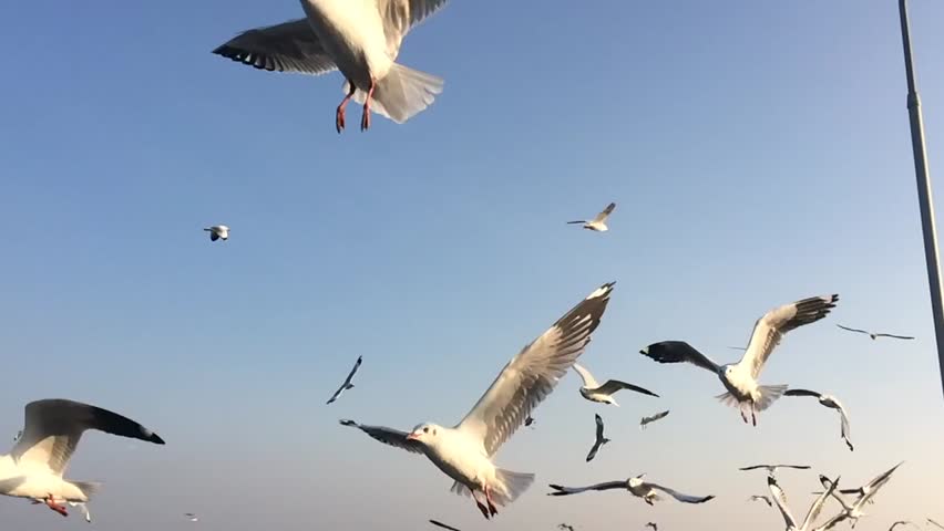 Slow motion group of seagulls flying over blue sky in Thailand