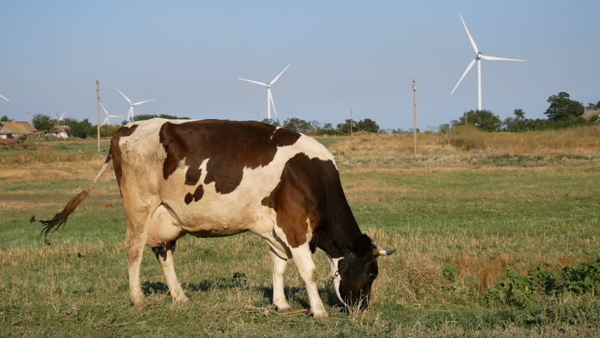 Cow eating grass in the farm background of windmill