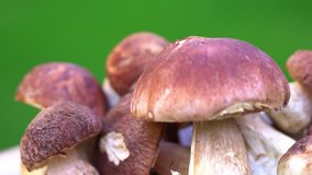 Forest mushrooms. Cepes. Natural product. Delicacy Rotation 4K