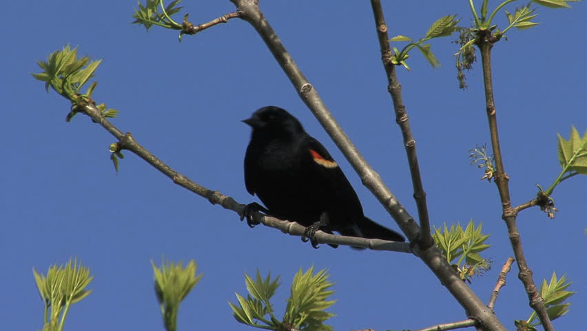 red winged blackbird in tree