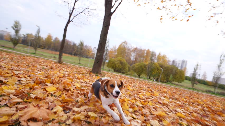 Adorable dog run for camera, chasing and try to catch. Fallen maple leaves lie around at city park, nice autumn day time. Long drop ears fly around and flap, playful doggy want to reach target Royalty-Free Stock Footage #1018904509