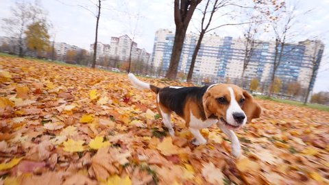 Adorable dog run for camera, chasing and try to catch. Fallen maple leaves lie around at city park, nice autumn day time. Long drop ears fly around and flap, playful doggy want to reach target