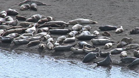 harbor seals basking on sand near waters edge