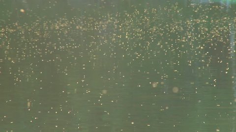 bugs flying over water