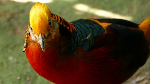 Red Single Feather Flying Isolated Stock Footage Video 100 Royalty Free Shutterstock