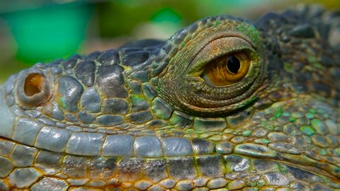 Sleeping dragon. Close-up portrait of a resting vibrant Lizard. Selective focus. Green Iguanas are native to tropical areas of Mexico, Central America, South America, and the Caribbean