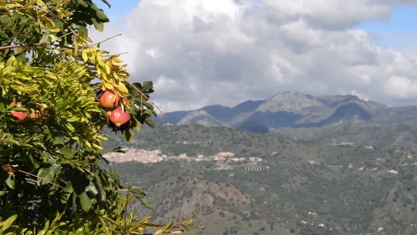 the fruits of the delicious and ripe Pomegranate juice welcome the butterflies in search of food