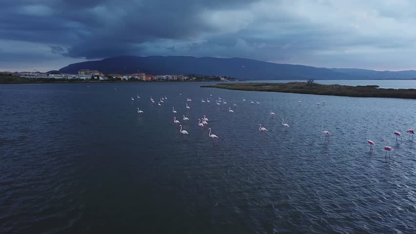 Aerial view, Flamingos fly away, over a blue Lagoon after sunset,in a cloudy evening