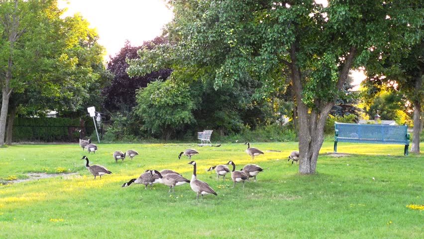Geese in city park