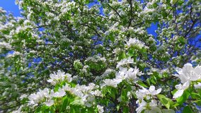 Slow motion video of white apple-tree flowers on blue sky background
