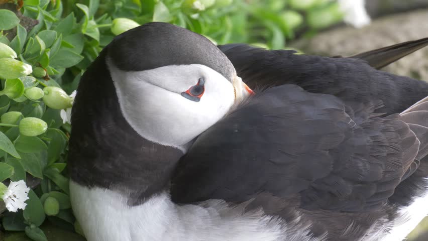 Puffin, Bjargtangar Iceland
Puffin close up, Bjargtangar Iceland
