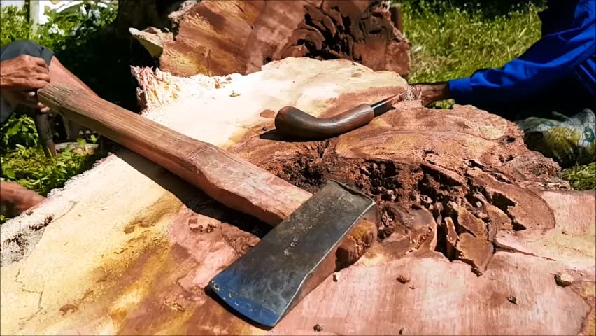An older Asian couple working together using a double handed hand saw to cut slices and blocks from a fallen hard wood tree in Mae Hong Son, Northern Thailand, Southeast Asia