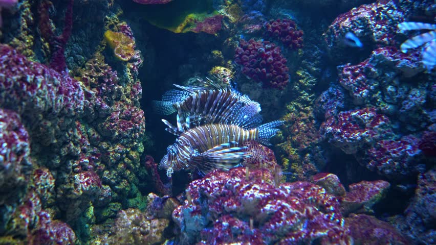 Clearfin lionfish (Pterois radiata), also called the tailbar lionfish, radiata lionfish, fireworks fish or radial firefish, is a carnivorous, ray-finned fish with venomous spines | Shutterstock HD Video #1018934701