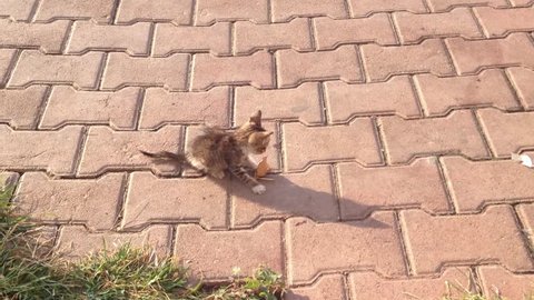 kitten playing with a dry leaf on pavement 