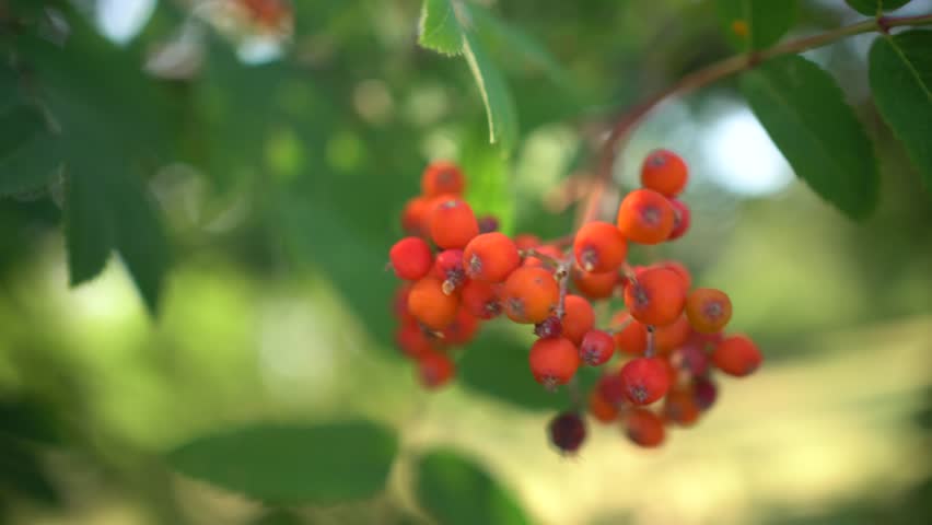 Branch with red forest berries and with blurry greenish background shallow depth of field