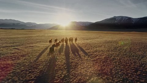 Wild Horses Running. Herd of horses running on the steppes in the background mountain. Sunset. Slow motion
