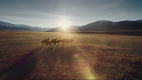 Wild Horses Running. Herd of horses running on the steppes in the background mountain. Sunset. Slow motion - Powered by Shutterstock - Get 15% off with code: PIKWIZARD15