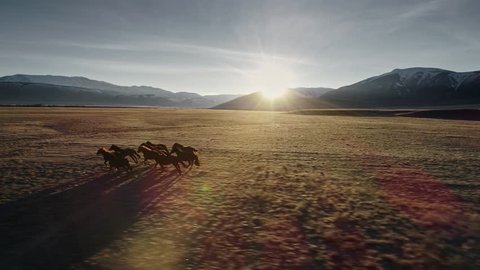 Wild Horses Running. Herd of horses running on the steppes in the background mountain. Sunset. Slow motion