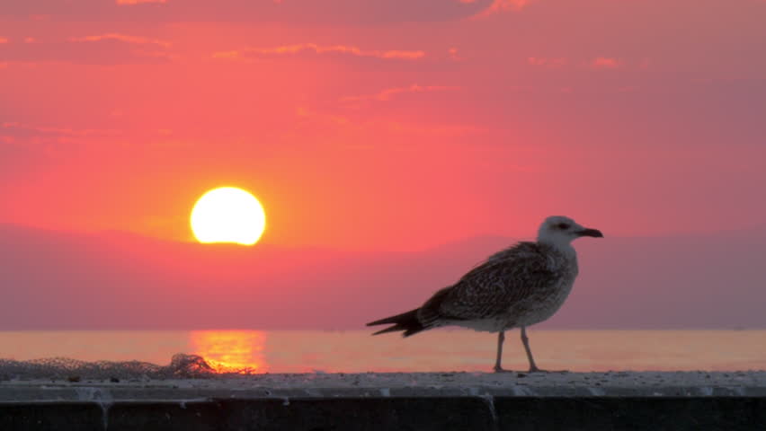Slow motion shot of lonely seagull on the pier looking at sea. Bird on the background of water and evening sky with sunset