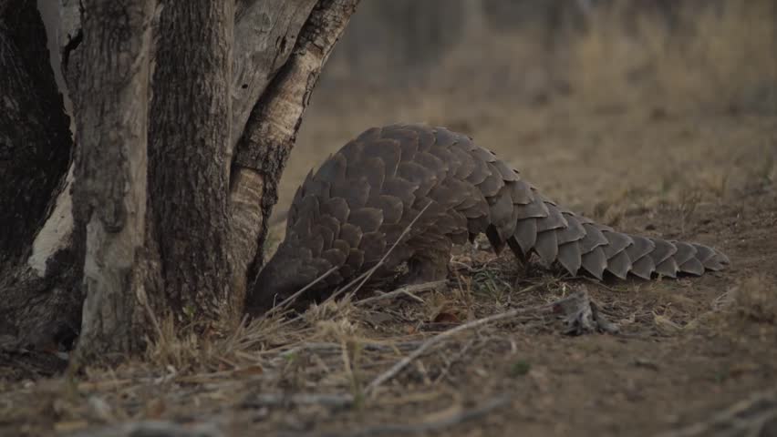 Ground pangolin scratching for ants Royalty-Free Stock Footage #1018948528