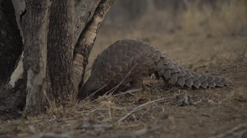 Ground pangolin scratching for ants