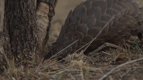Ground pangolin searching for ants, walking towards camera