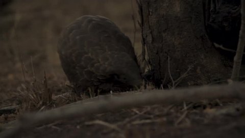 Ground pangolin searching for ants
