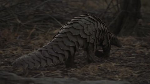 Ground pangolin walking with scales in focus